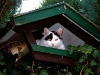 Katze im Vogelhaus